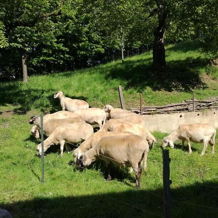 Landhof Ella - Ferienhaus Vor Den Toren Salzburgs Petting Esterno foto