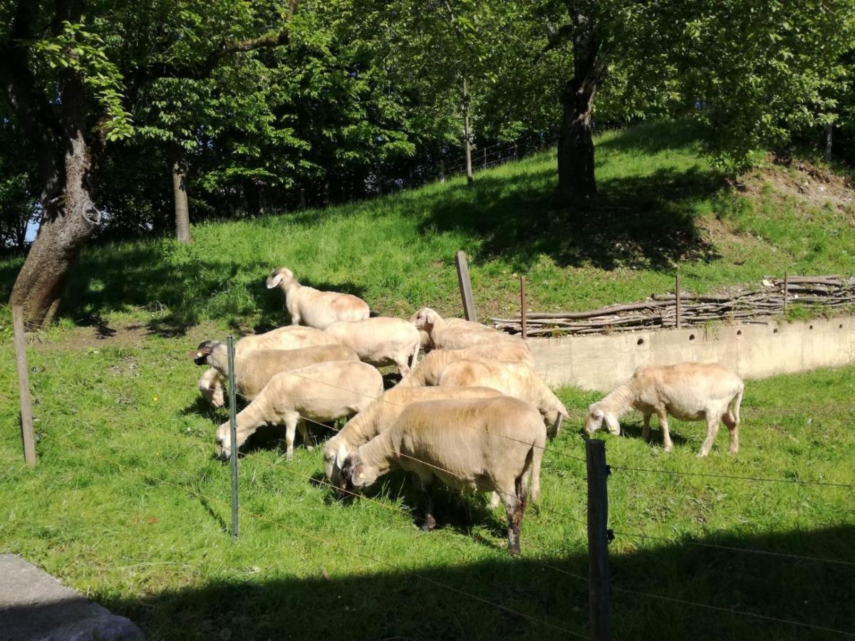 Landhof Ella - Ferienhaus Vor Den Toren Salzburgs Petting Esterno foto