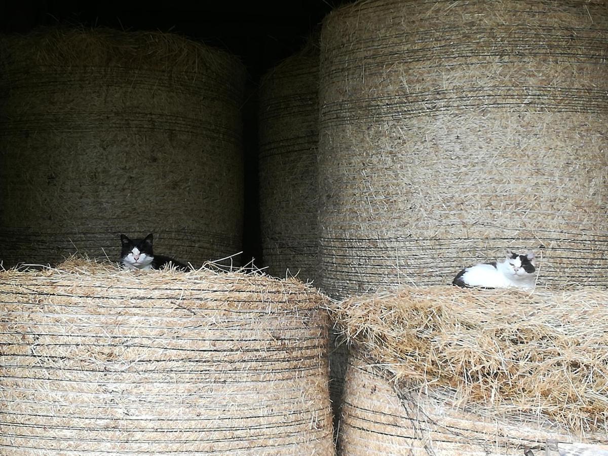 Landhof Ella - Ferienhaus Vor Den Toren Salzburgs Petting Esterno foto