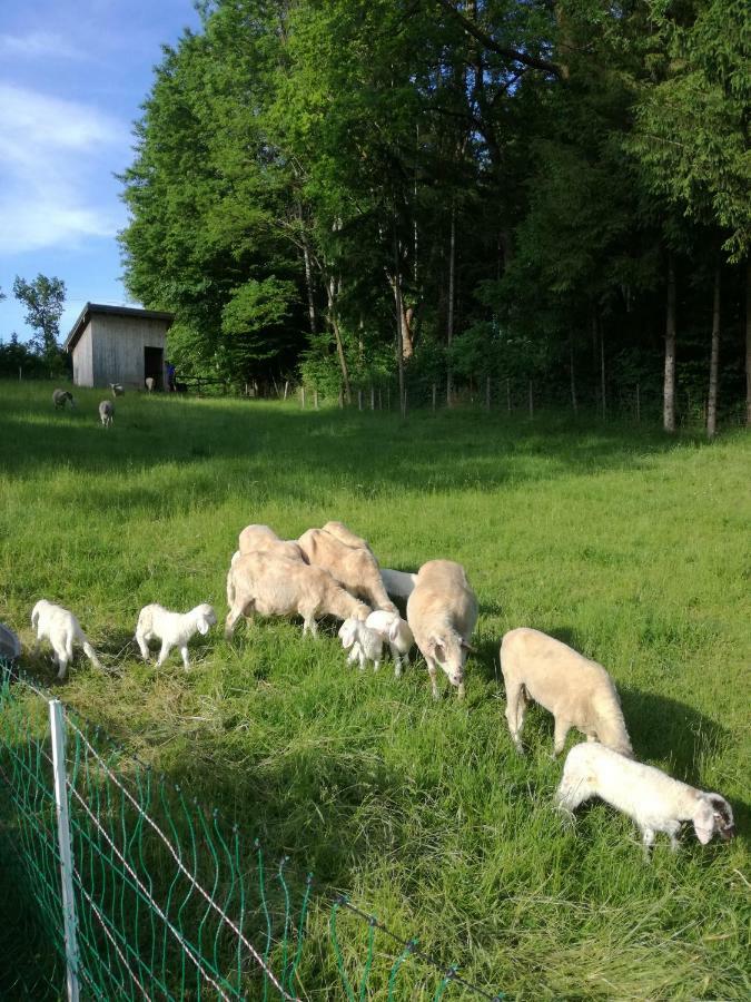 Landhof Ella - Ferienhaus Vor Den Toren Salzburgs Petting Esterno foto